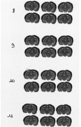 (a) Overall scan of histological sections stained with cresyl violet (three glass slides arranged in a column, 600 dpi). (b) Overall scan of corresponding [14C]-2DG autoradiographic sections. (c) Radioactive [14C] standards.