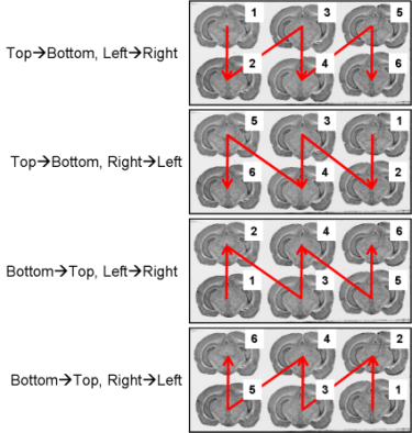 All possible section arrangements on glass slides according to column first, which are managed by BrainRAT process 02. image - individualizing and stacking multiple slices.