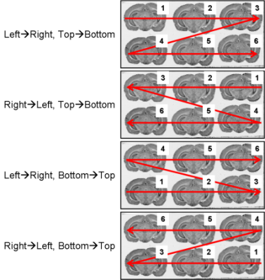 All possible section arrangements on glass slides according to line first, which are managed by BrainRAT process 02. image - individualizing and stacking multiple slices.
