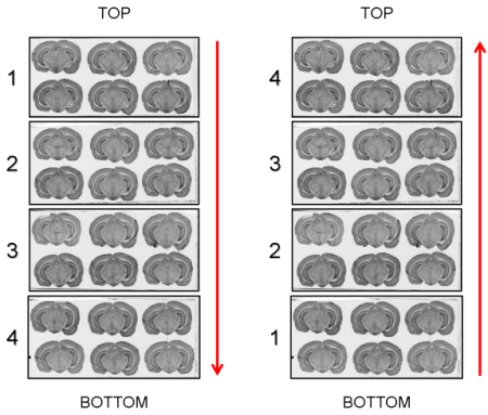 Arrangement of glass slides on the surface of the scanner: Top->Bottom and Bottom->Top.